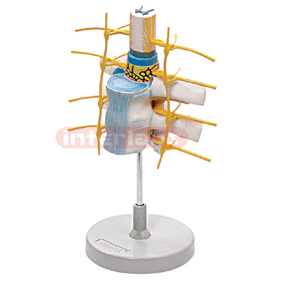 Interlab? Vertabrae & Spinal Cord Model